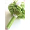 Nouvelle épouse de fruits frais à la main verte, tenant des fleurs - Page 2